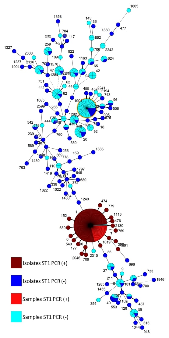 New assay for Legionella detection