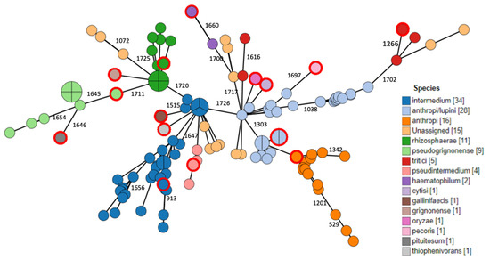 Genomic Features of the Ochrobactrum Genus&nbsp;revealed
